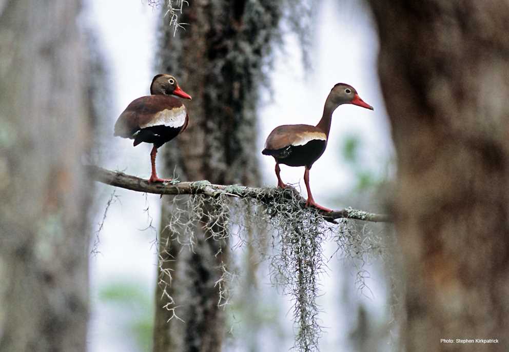 Blackbellied WhistlingDuck Ducks Unlimited